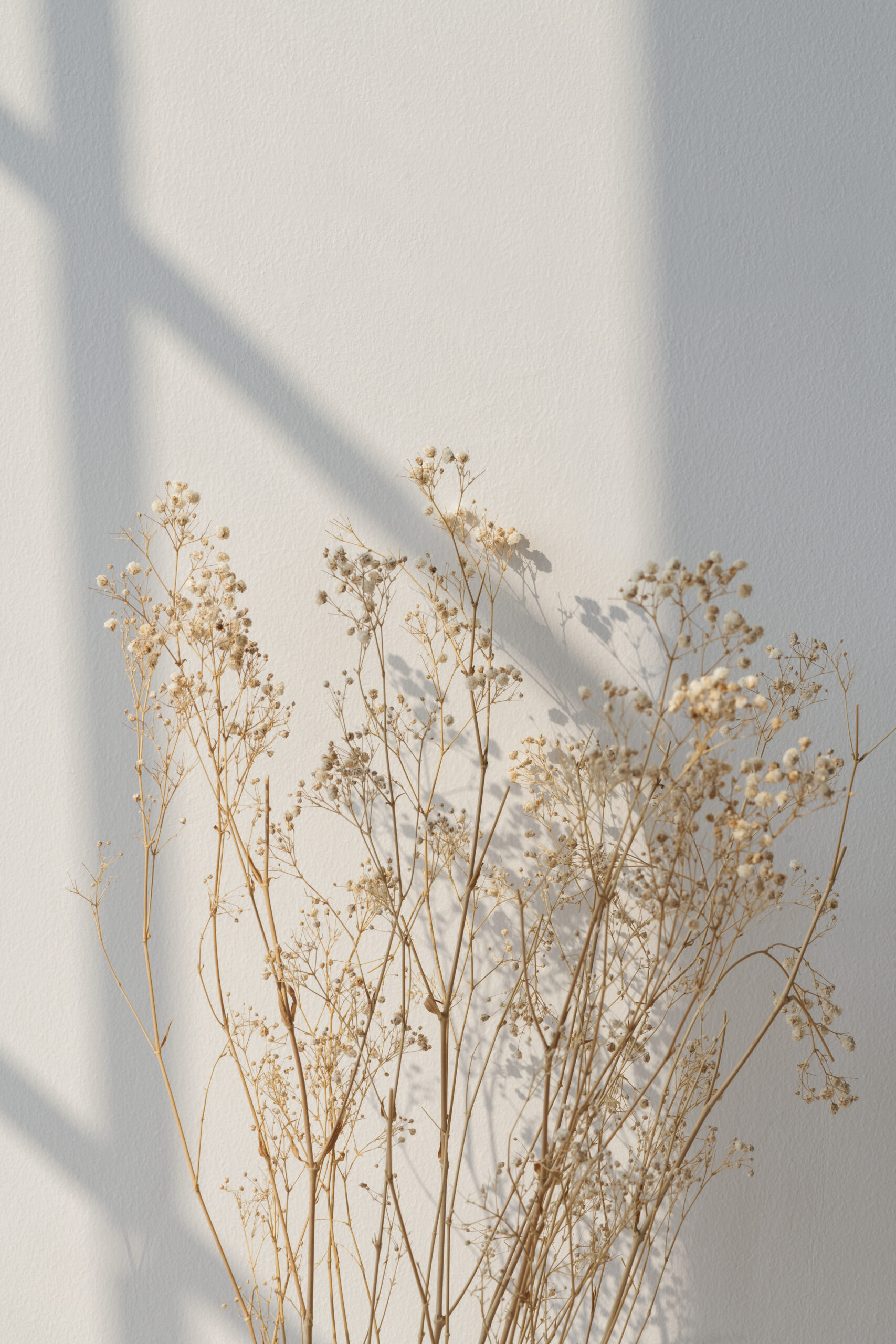 Dried gypsophila with window shadow on a beige wall